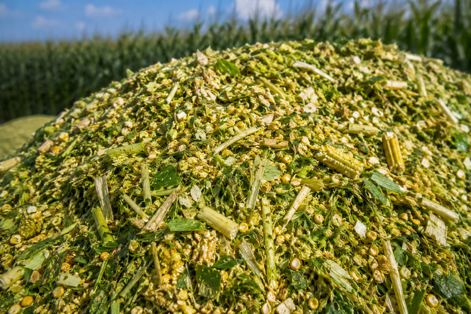 Corn Silage