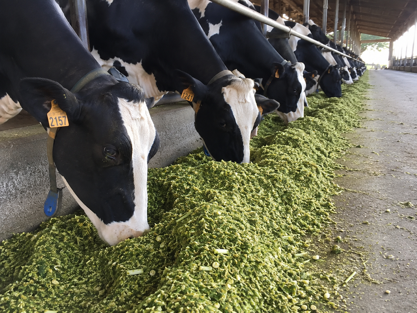 Corn Silage