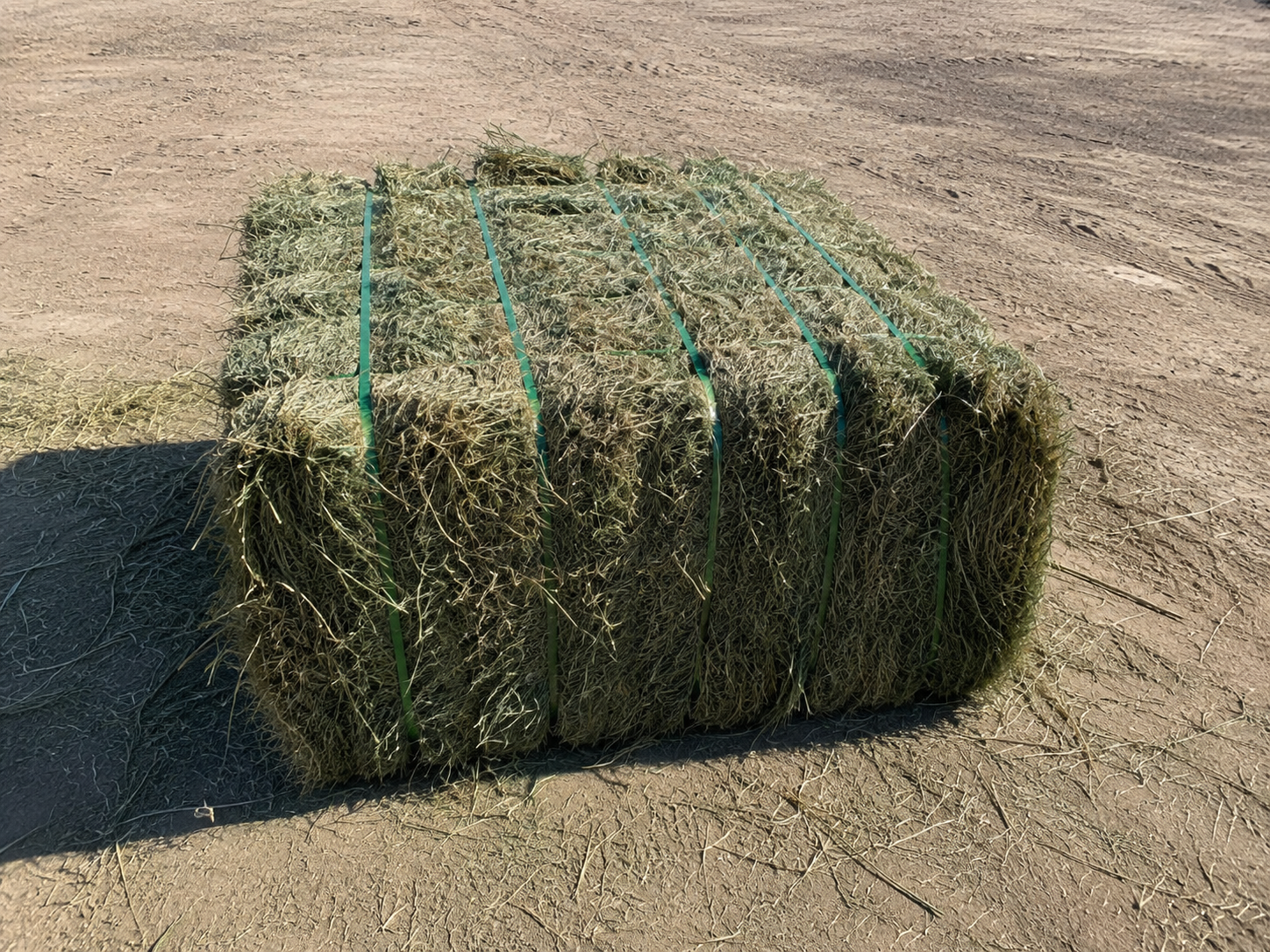 Rhodes Grass