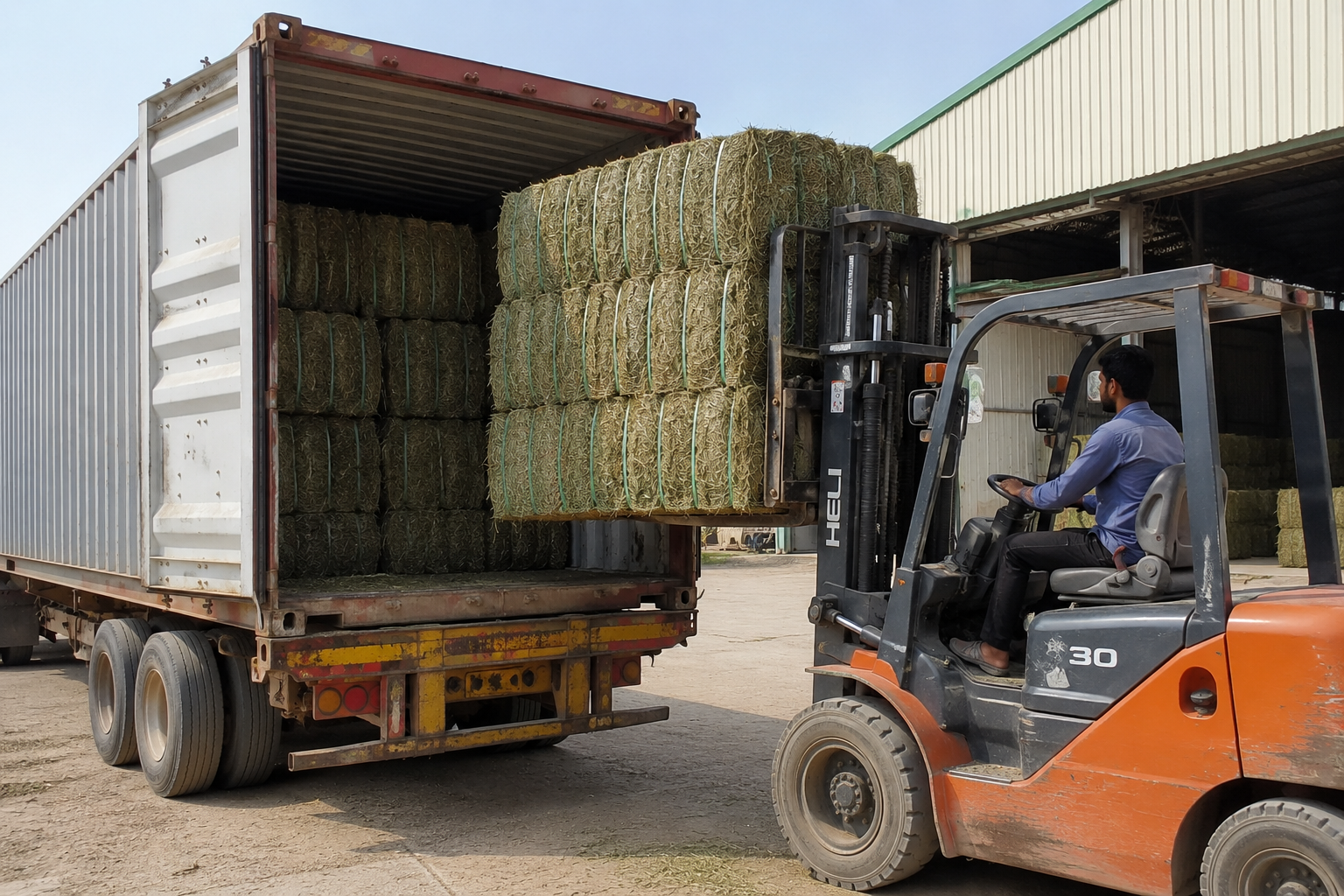 Rhodes Grass
