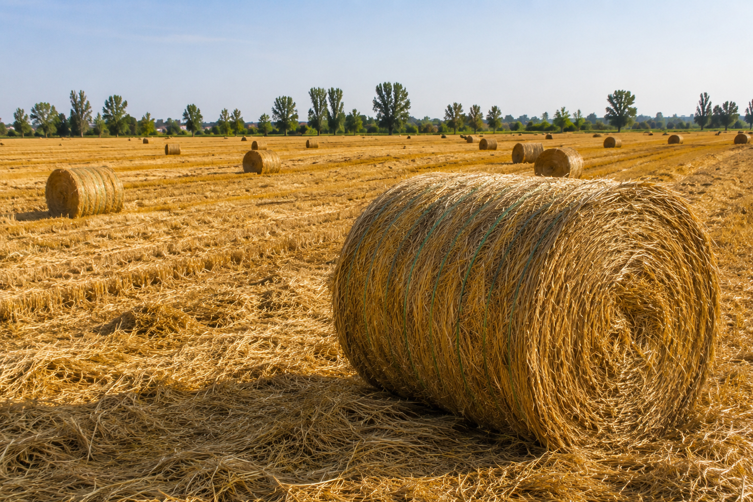 Rice Straw