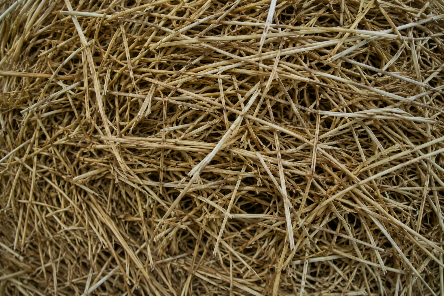 Wheat Straw
